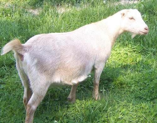Do female goats go into 